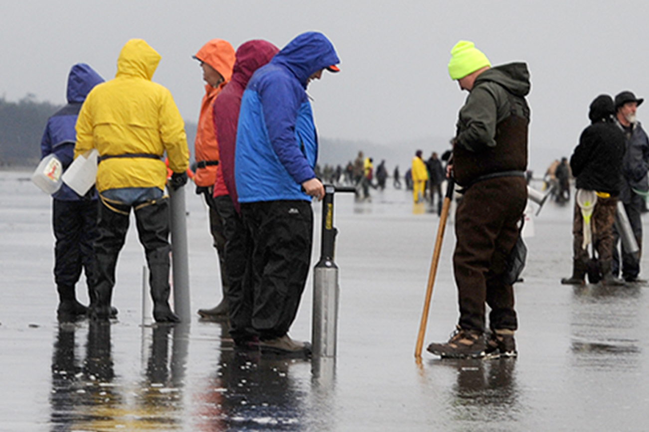 Lonnie Archibald/for Peninsula Daily News Clam digs are on, rain or shine.