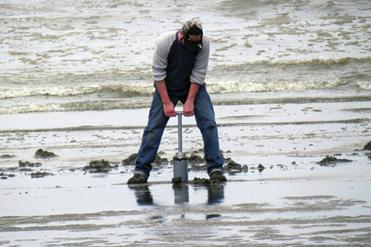 North Coast News: A clam digger works hard during the morning tide dig in the Copalis digging area.