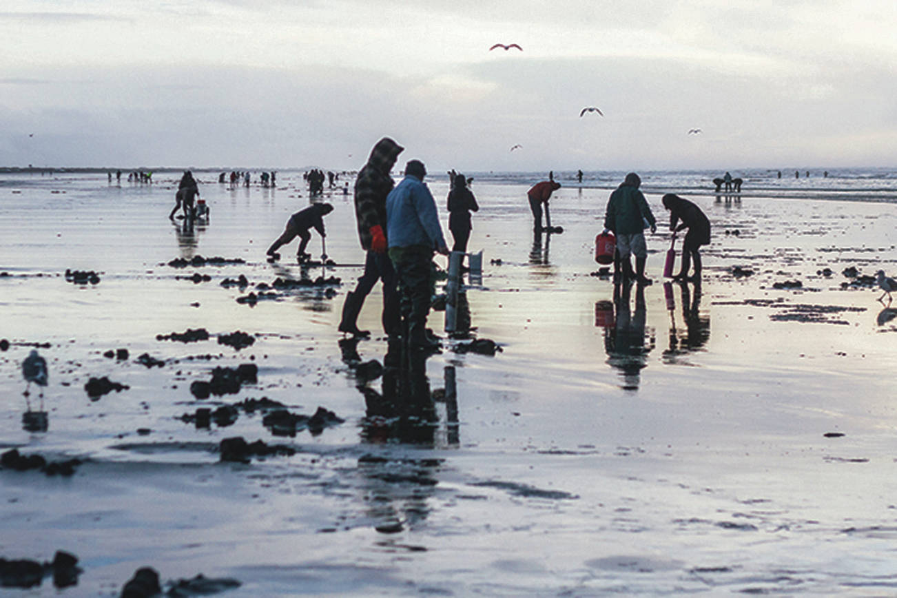 (Kyle Mittan | The Daily World) Razor clam diggers at Copalis Beach.