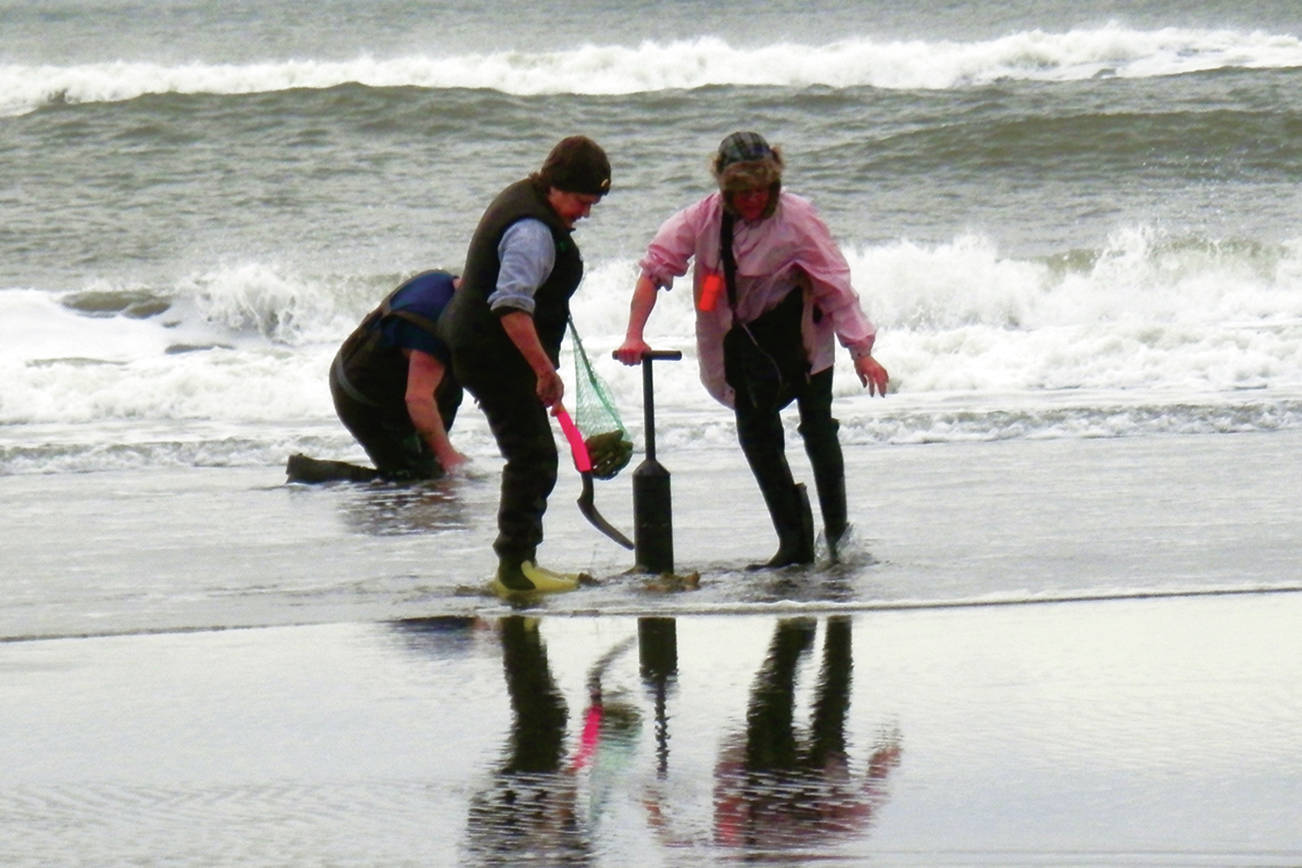 Razor clam digging closed for the season on all beaches