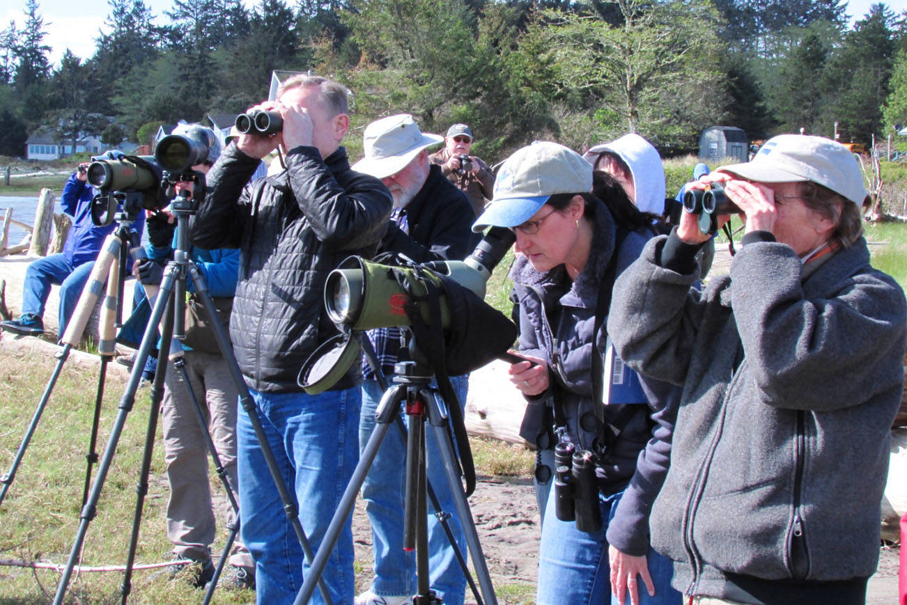 Shorebird Festival showcases nature’s treasure