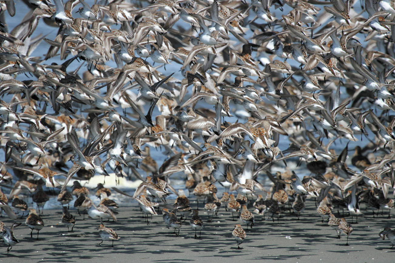 Tom Rowley photo of the dance of shorebirds during the annual Grays Harbor Shorebird Festival.