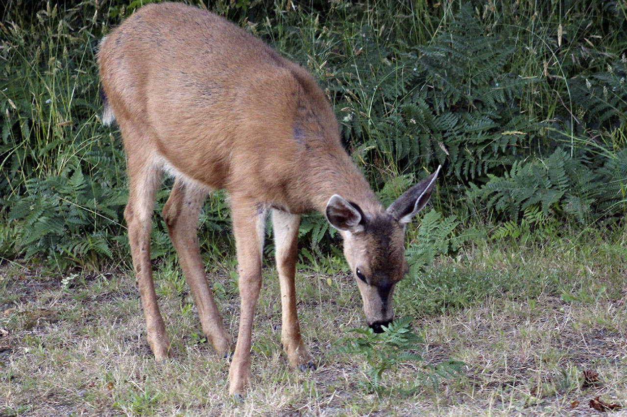 Group petitions city to ban deer feeding in Ocean Shores