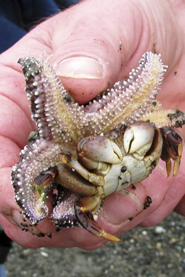 Tidepool tripping to Damon Point