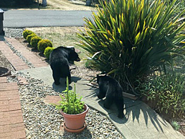 Mark Plackett photo of bears in his yard on Monday.