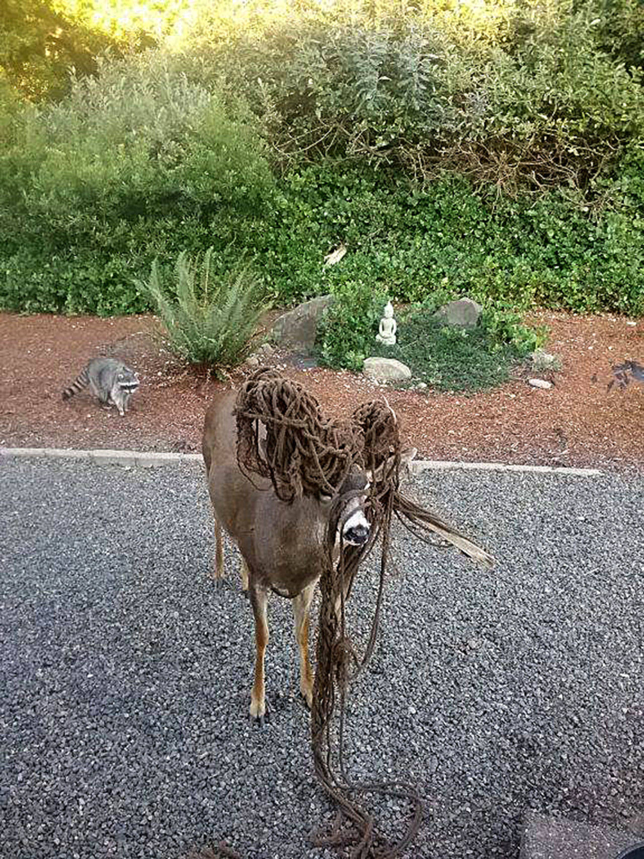 Wildlife agents, police free tangled buck