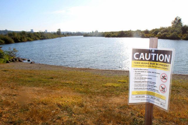 Toxic Algae In Ocean Shores 